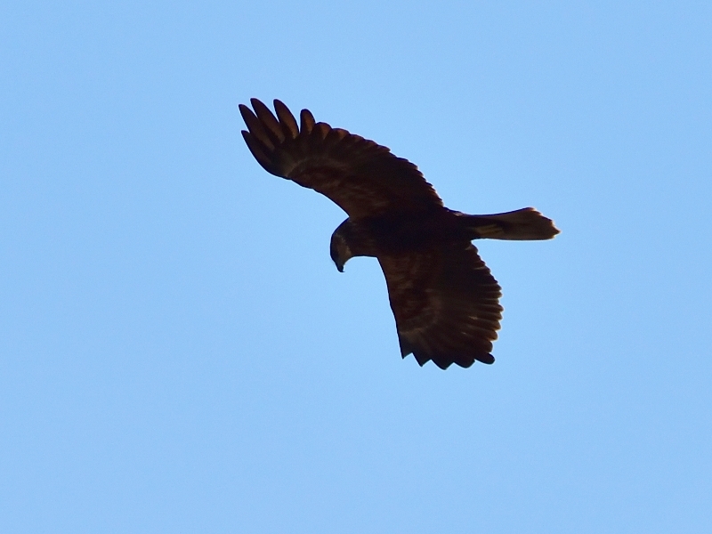 błotniak stawowy ♀