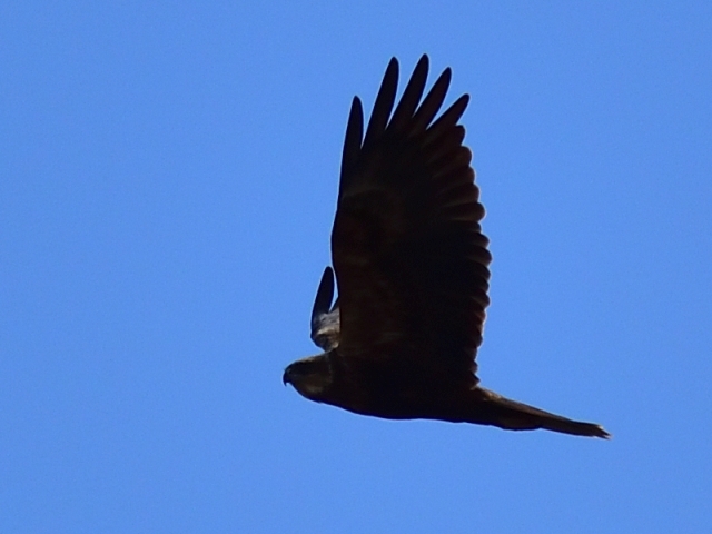 błotniak stawowy ♀