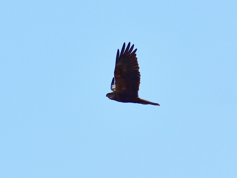 błotniak stawowy ♀