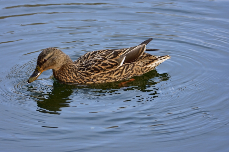 krzyżówka ♀