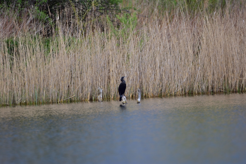 kormoran