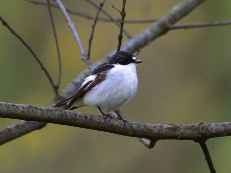 muchołówka żałobna ♂