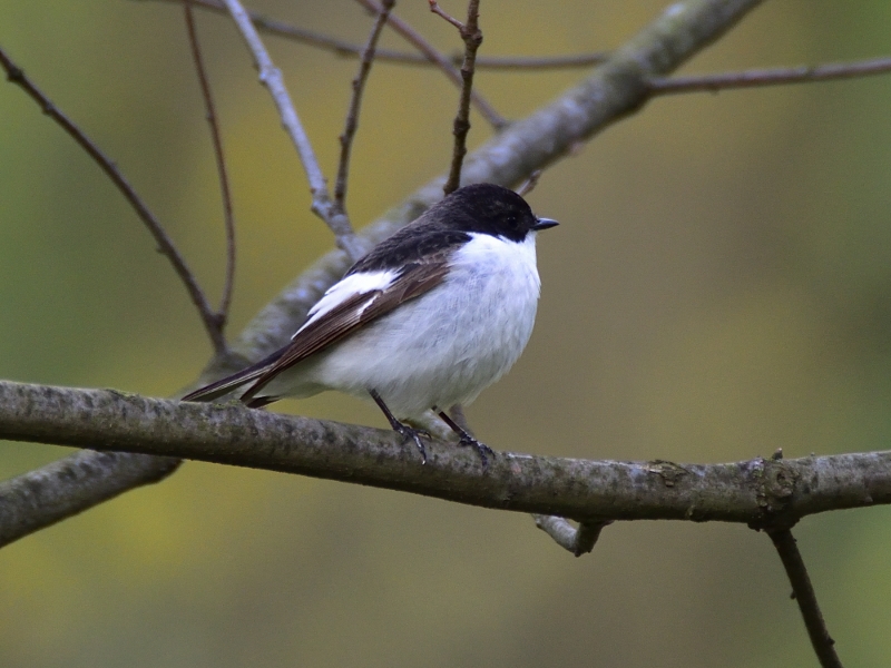 muchołówka żałobna ♂