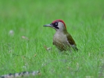 dzięcioł zielony ♀