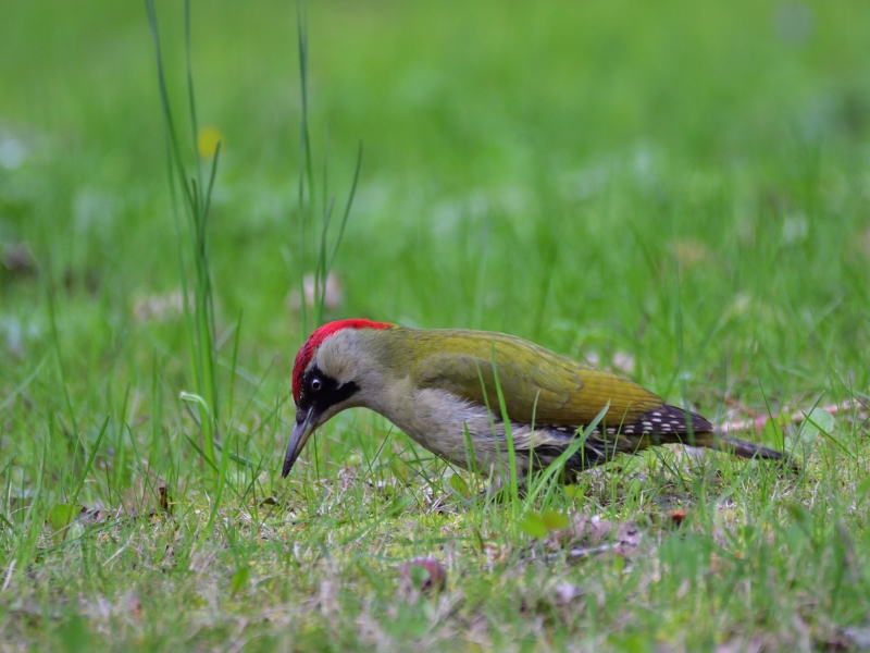 dzięcioł zielony ♀