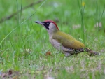 dzięcioł zielony ♀