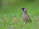 dzięcioł zielony ♀