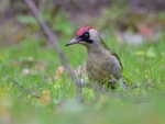 dzięcioł zielony ♀