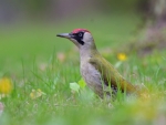 dzięcioł zielony ♀