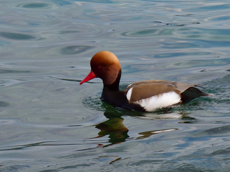 hełmiatka ♂