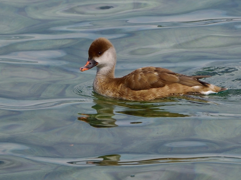 hełmiatka ♀