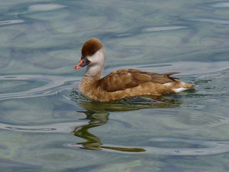 hełmiatka ♀