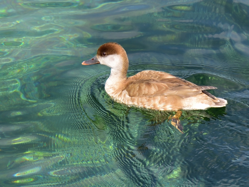 hełmiatka ♀