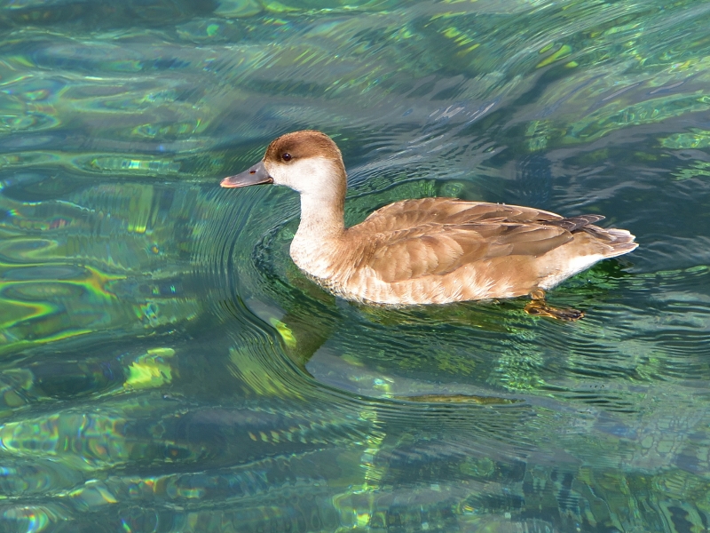 hełmiatka ♀