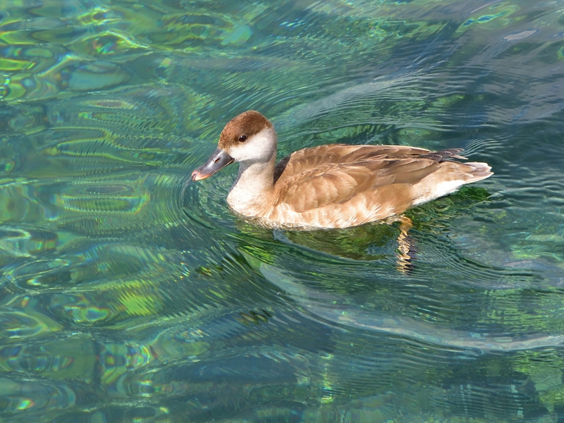 hełmiatka ♀