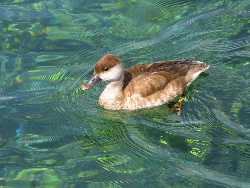 hełmiatka ♀