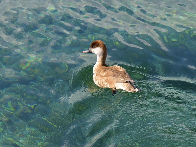 hełmiatka ♀