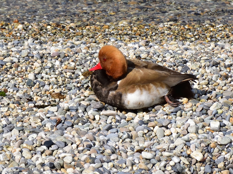 hełmiatka ♂