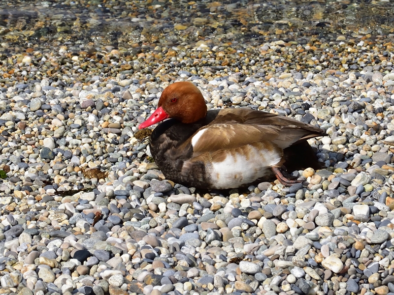 hełmiatka ♂