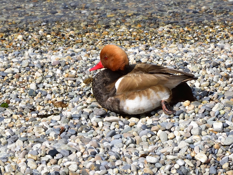 hełmiatka ♂