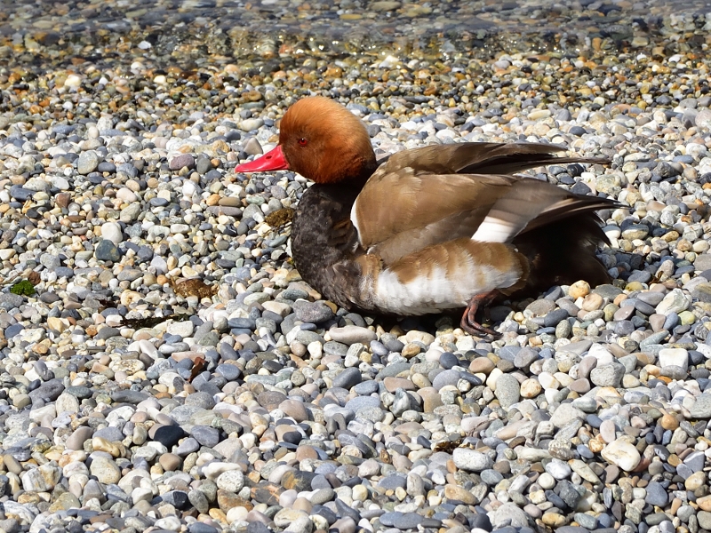 hełmiatka ♂