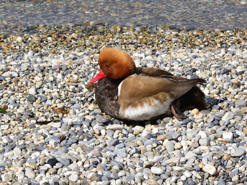 hełmiatka ♂