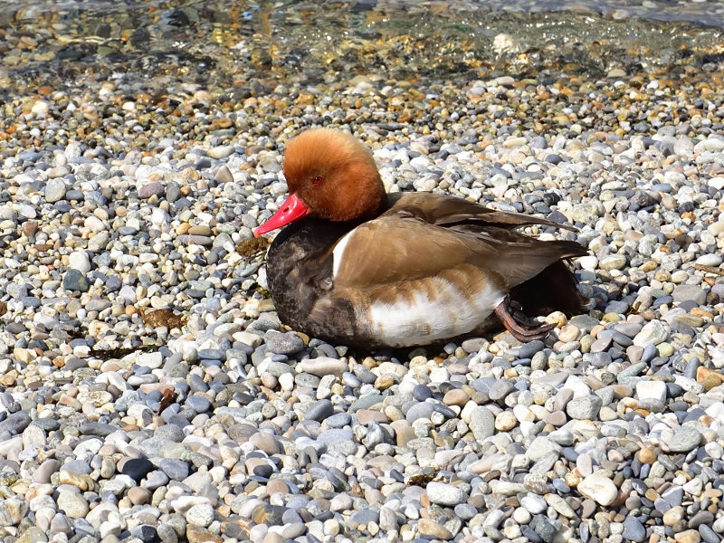 hełmiatka ♂