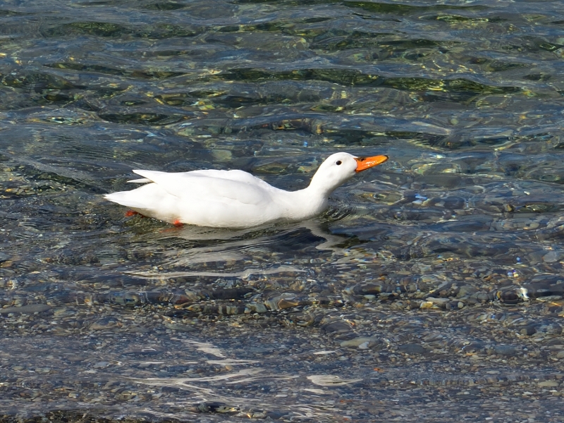krzyżówka ♀