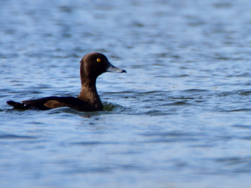 czernica ♀