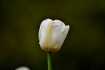 tulipan