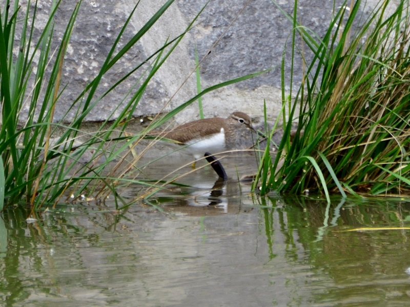 brodziec piskliwy