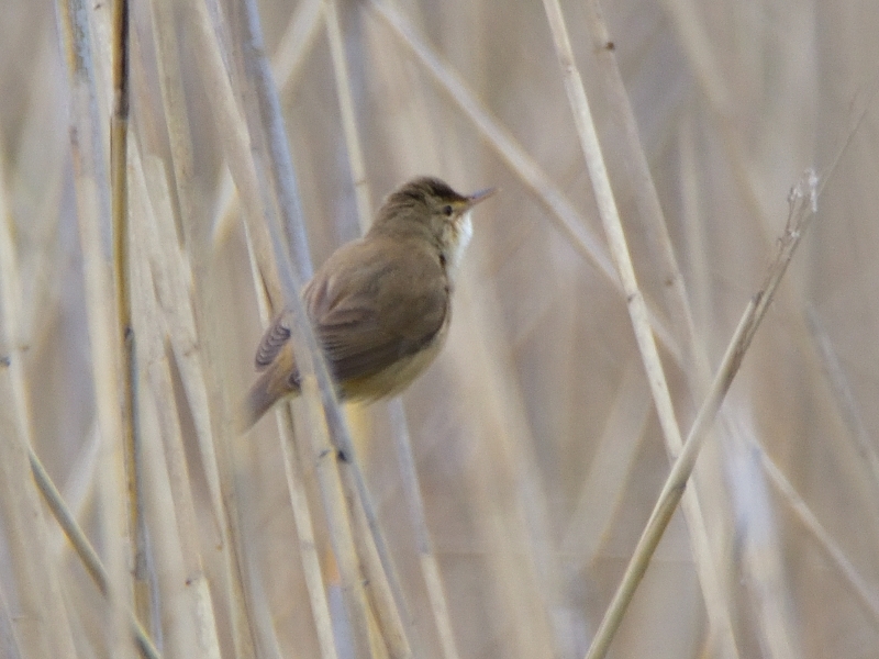 łozówka ♂