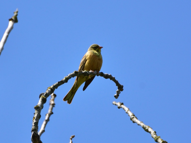 ortolan ♂