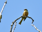 ortolan ♂