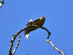 ortolan ♂