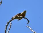 ortolan ♂