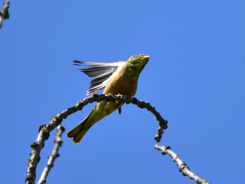 ortolan ♂