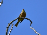 ortolan ♂