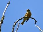 ortolan ♂