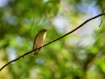 świstunka leśna ♂