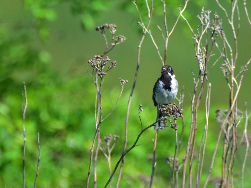 potrzos ♂