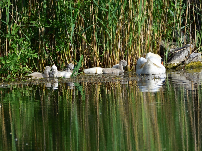 łabędź niemy