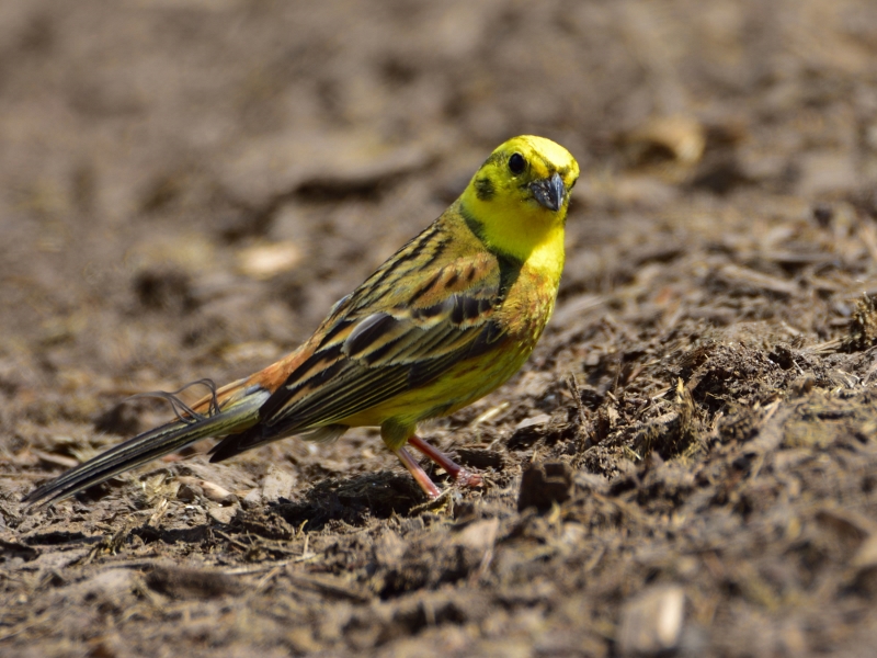 trznadel ♂