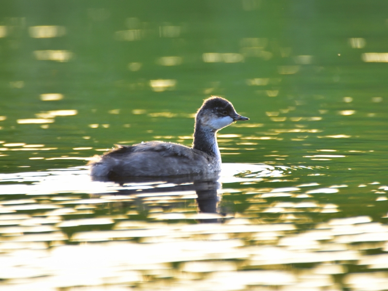 zausznik (juv.)