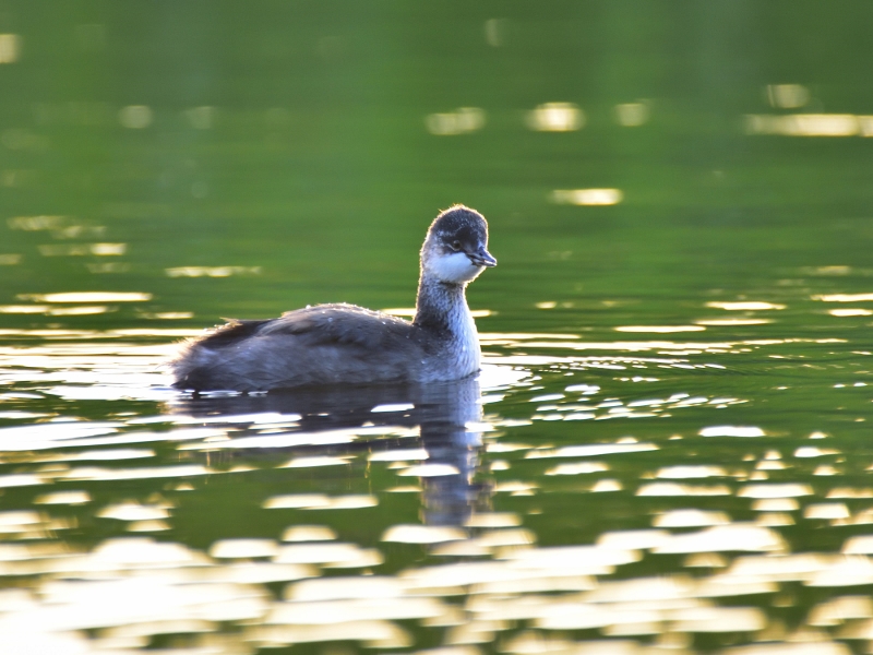 zausznik (juv.)