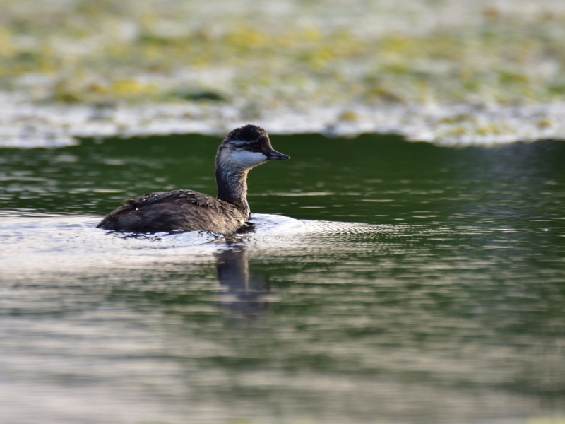 zausznik (juv.)