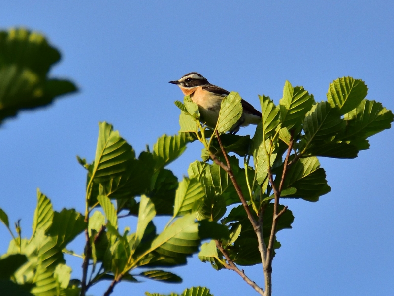 białorzytka ♂