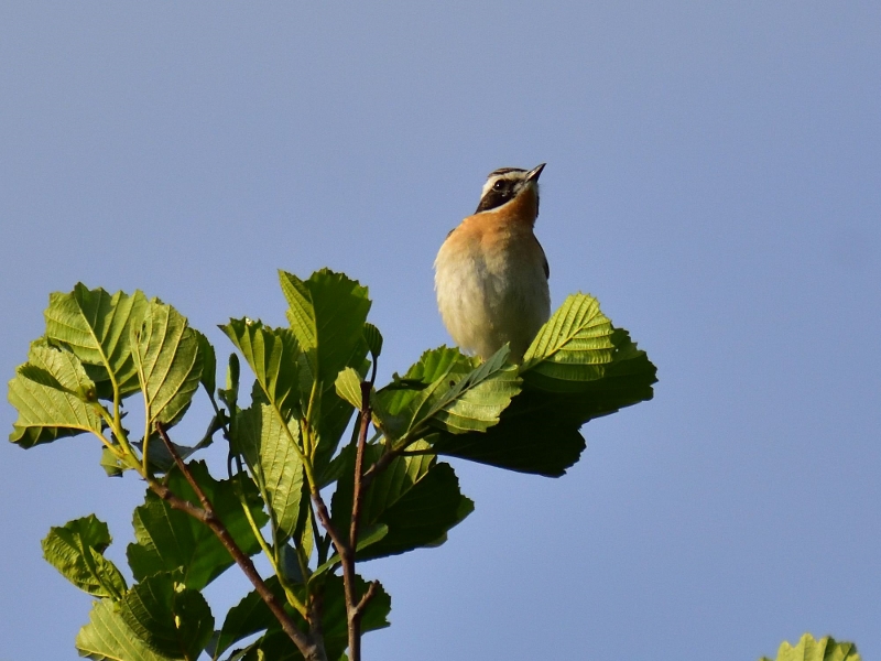 białorzytka ♂