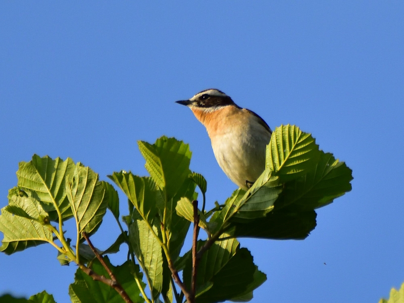 białorzytka ♂