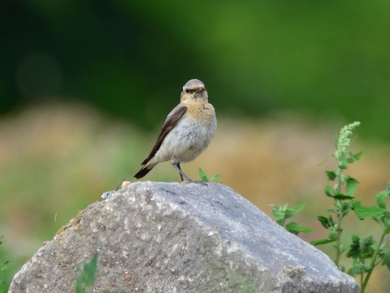 białorzytka ♂